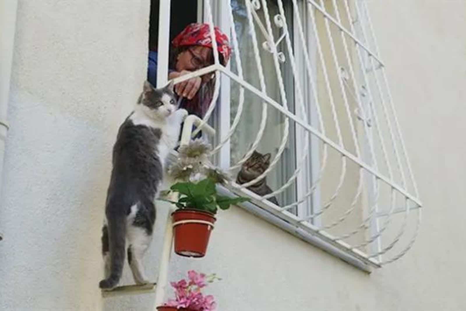 Cat climbing on the ladder while Ilhan tries to pet it