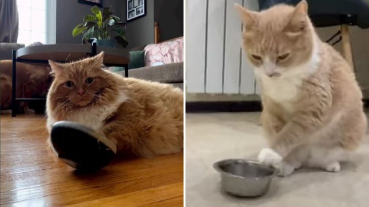 Clever Cat Plays With Food Bowl To Ask For Dinner (VIDEO)