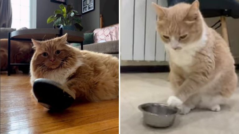 cat plays with food bowl