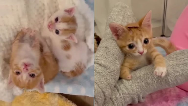 Disabled Cat Was Rejected By His Own Mom