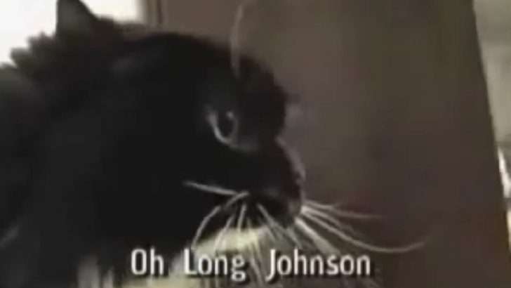 Do You Remember The “Oh Long Johnson” Cat?
