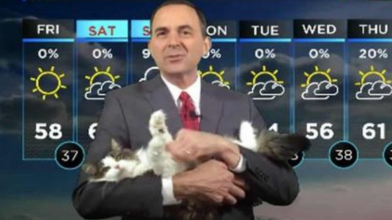 Cat Interrupts A Meteorologist