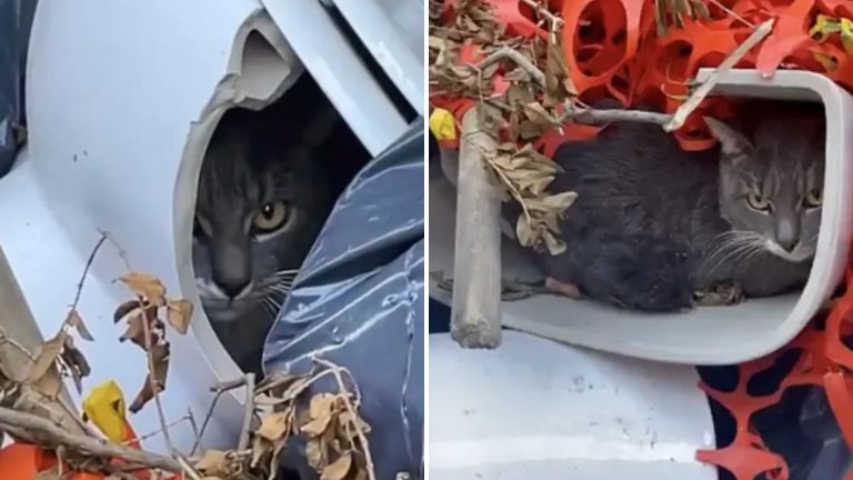 the cat that hid in the toilet bowl