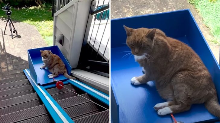 YouTuber Does Something Amazing For His Senior Cat Struggling With Stairs