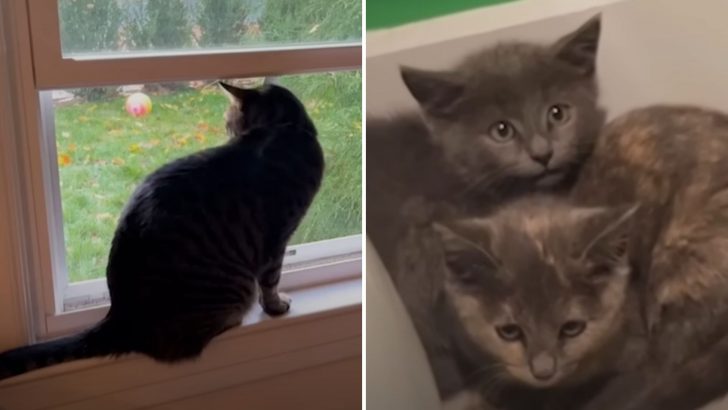 House Cat Spots Two Stray Kittens In The Backyard And Meows For Help