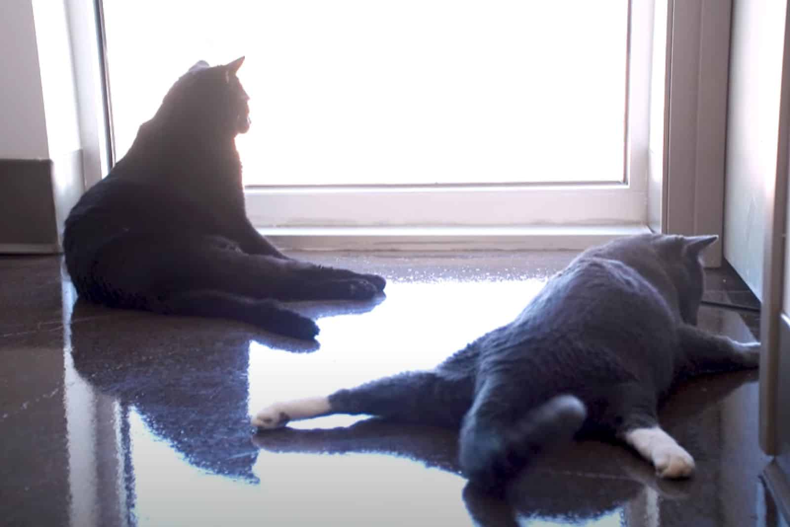 Kelly and Guapo, the two paralyzed cats lying on the floor