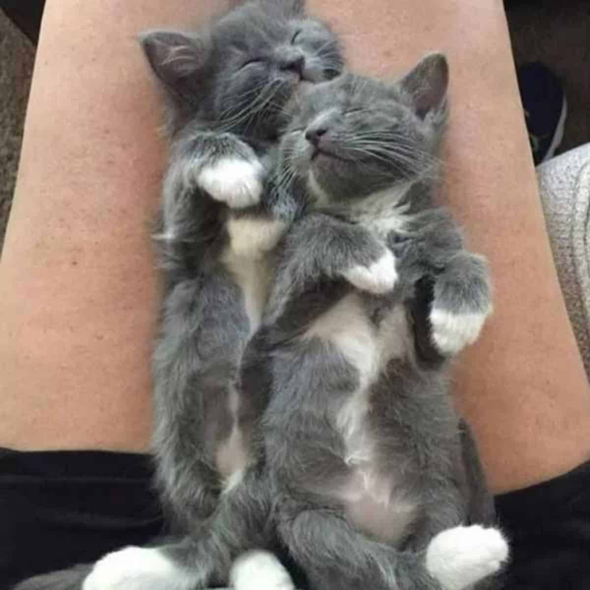 Kittens cuddling and sleeping peacefully