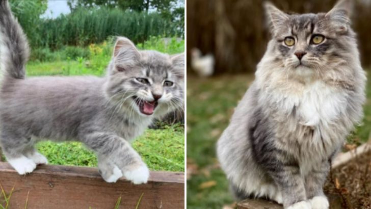 List Of 20 Fluffy Kittens Who Grew Up Into Giants