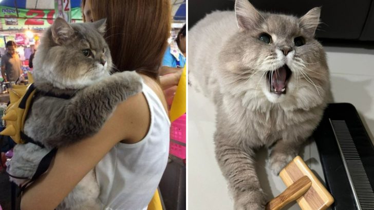Meet Bone Bone, The Big Fluffy Cat Who Is Going Viral On Instagram