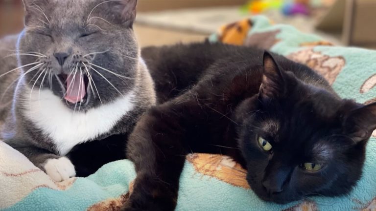 photo of Kelly and Guapo, two paralyzed cats