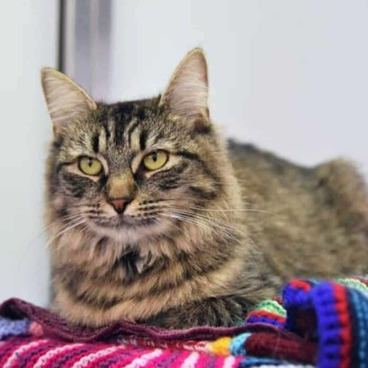 Monique, a shelter cat who had a birthday party