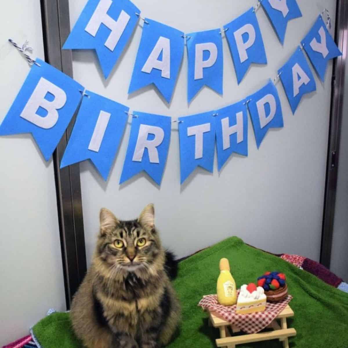 Monique the shelter cat poses next to her birthday decorations
