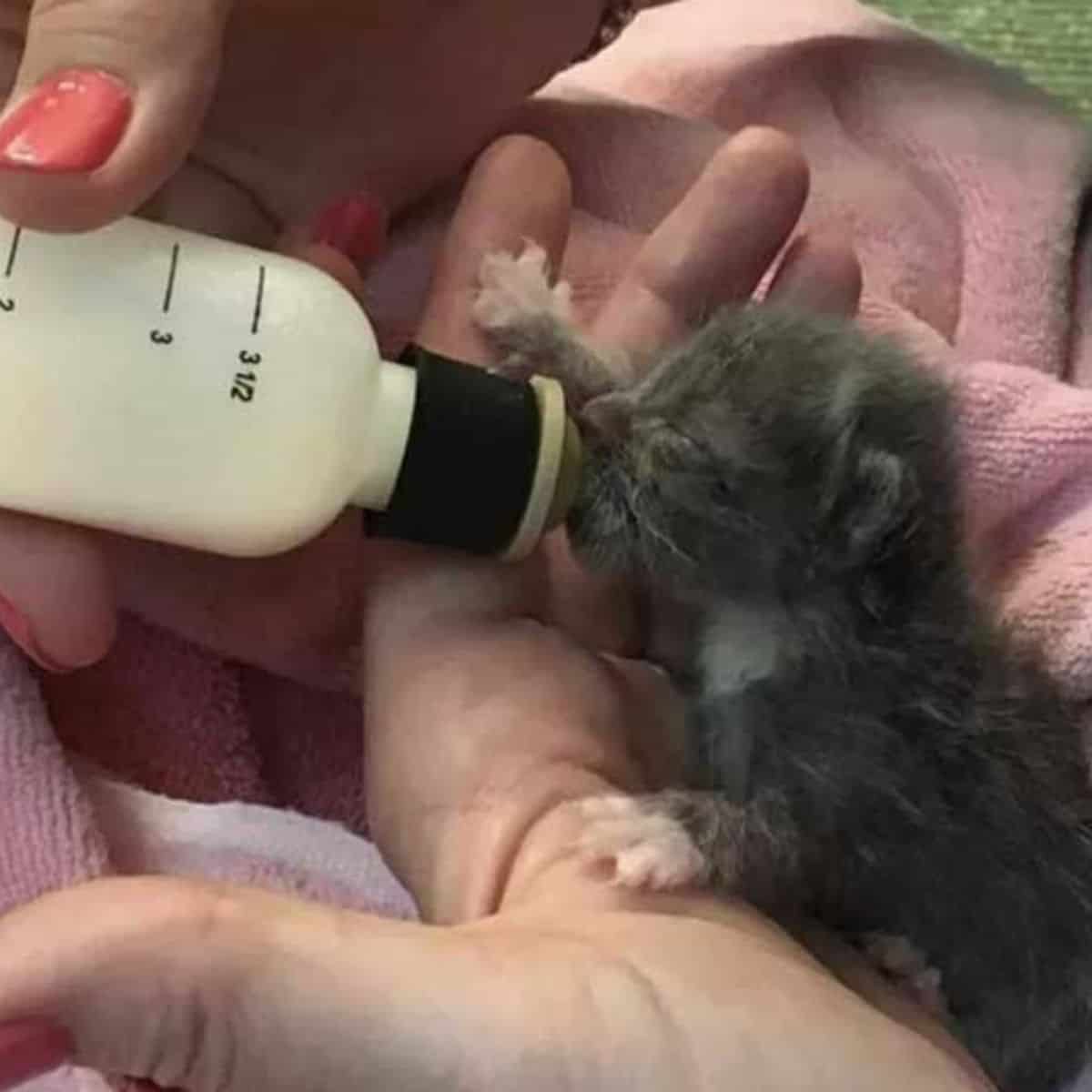 One of the kittens fed by a bottle