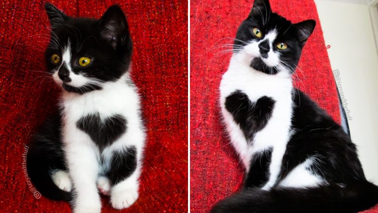 zoe the cat with heart on chest