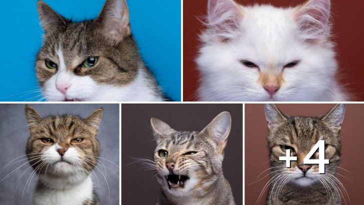 Catographer Shares Some Of His Angriest Kitty Shots