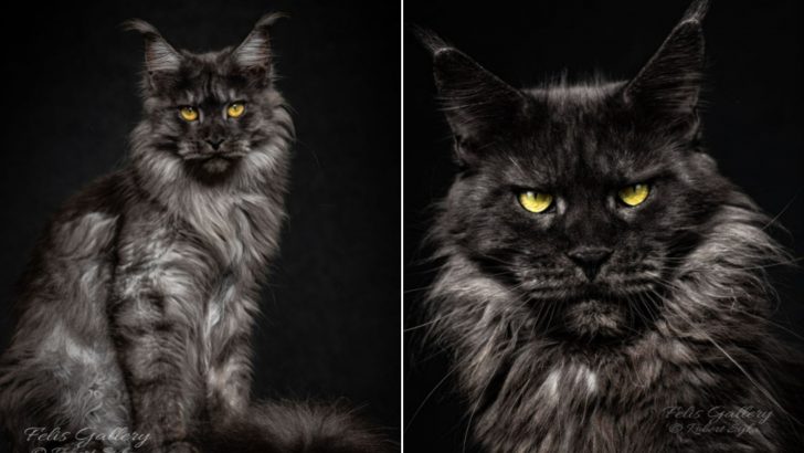 This Photographer Captures The Glorious Beauty Of Maine Coons