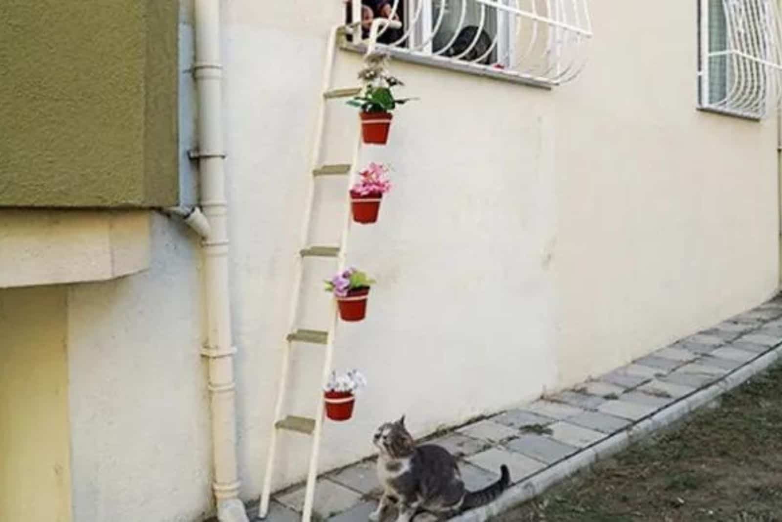 Photo of the ladder and a stray cat