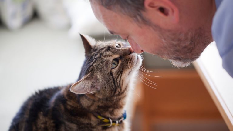 photo of a cat and a man touching noses