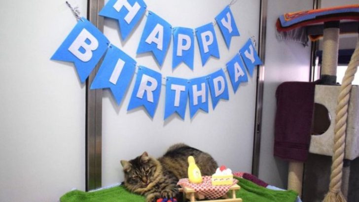 Shelter Threw A Birthday Party For A Senior Cat Hoping To Spark Adoption But No One Came