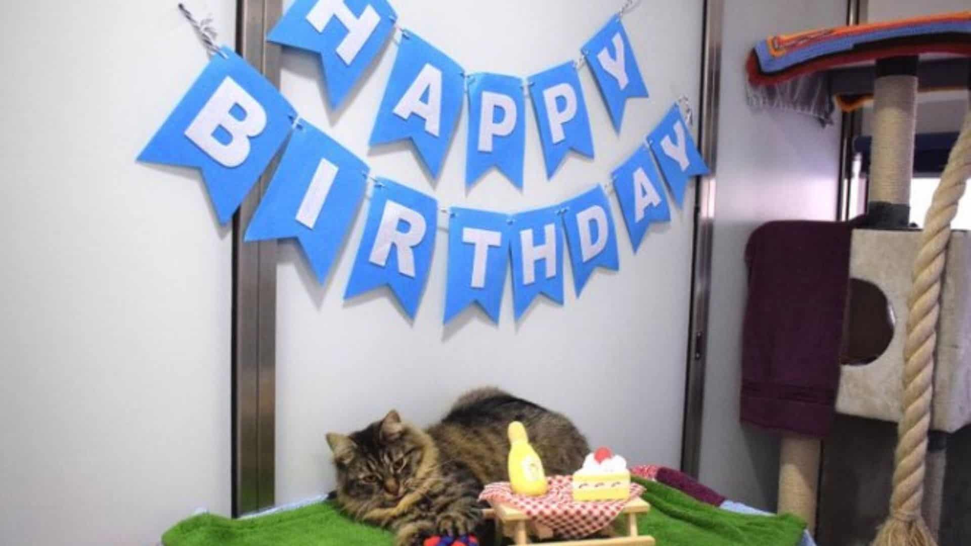 shelter throws a birthday party for a cat