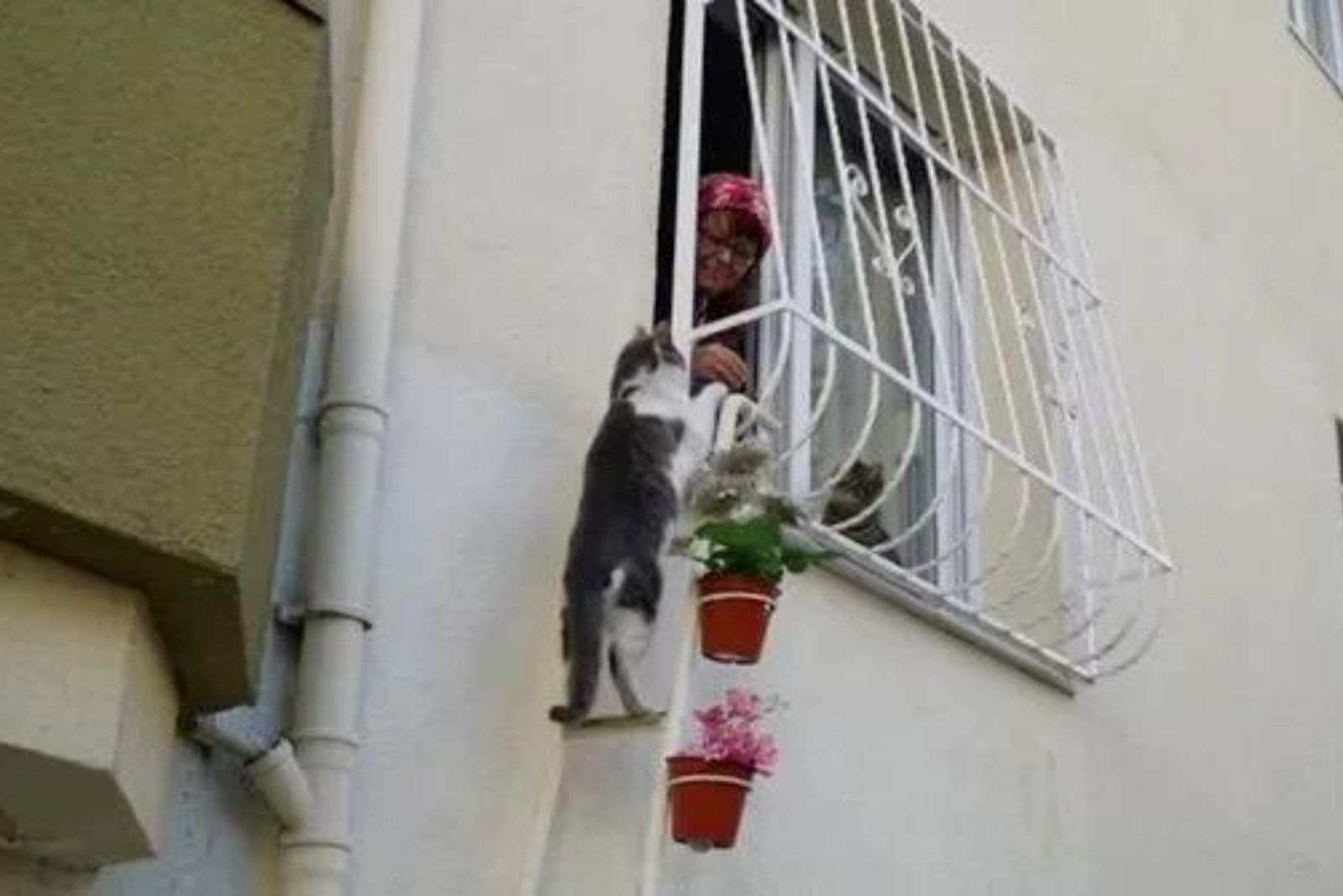 Stray cat on top of the ladder