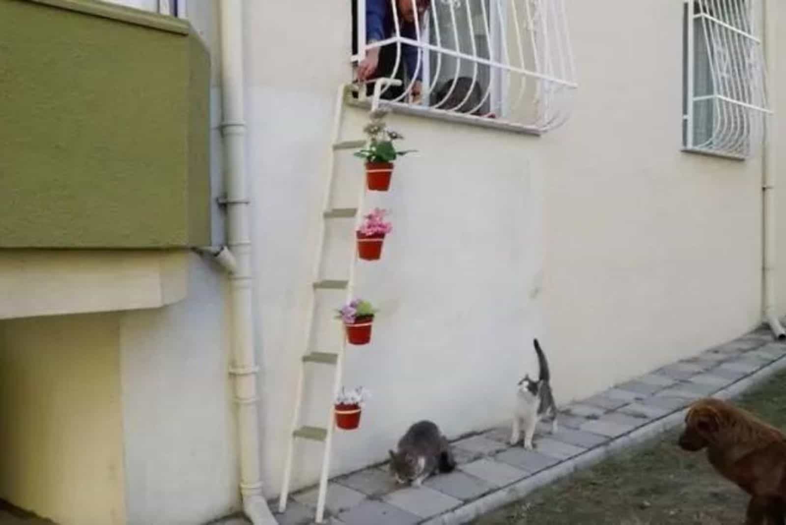 Stray cats in front of the ladder decorated with flowers