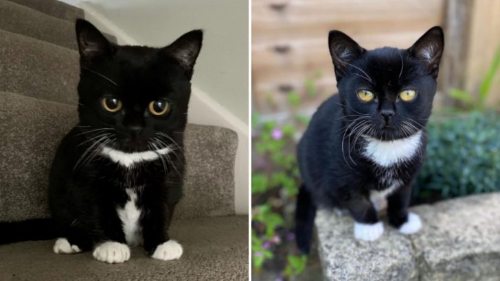 This Adorable Cat Will Stay A ‘Forever Kitten’ And The Reason Will Break Your Heart