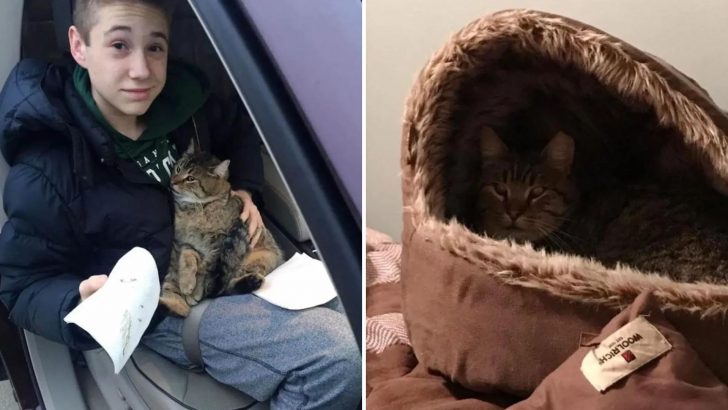 Brave 14-Year-Old Boy Risks His Life To Rescue A Cat Thrown From A Moving Car