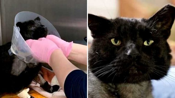 Desperate Cat Comes To A Vet Clinic After He Was Brutally Attacked By A Pack Of Dogs