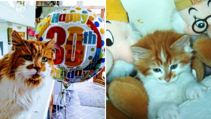Owner Throws His Beloved Cat An Awesome Party For His 30th Birthday