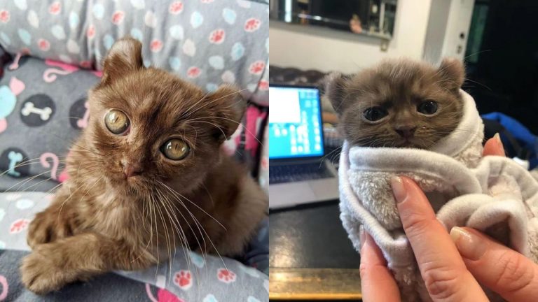 kitten with teddy bear ears