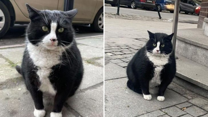 See Why This Stray Cat Is One Of The Top-Rated Tourist Attractions On Google Maps