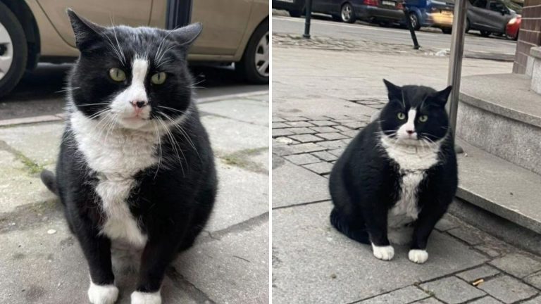 black and white cat