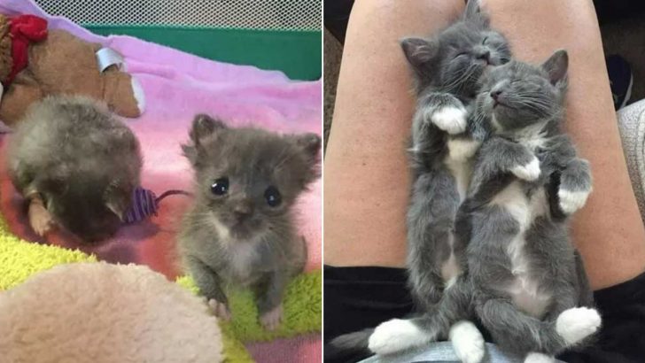 This Family Bought A Boat And Discovered Two Tiny Kittens Inside