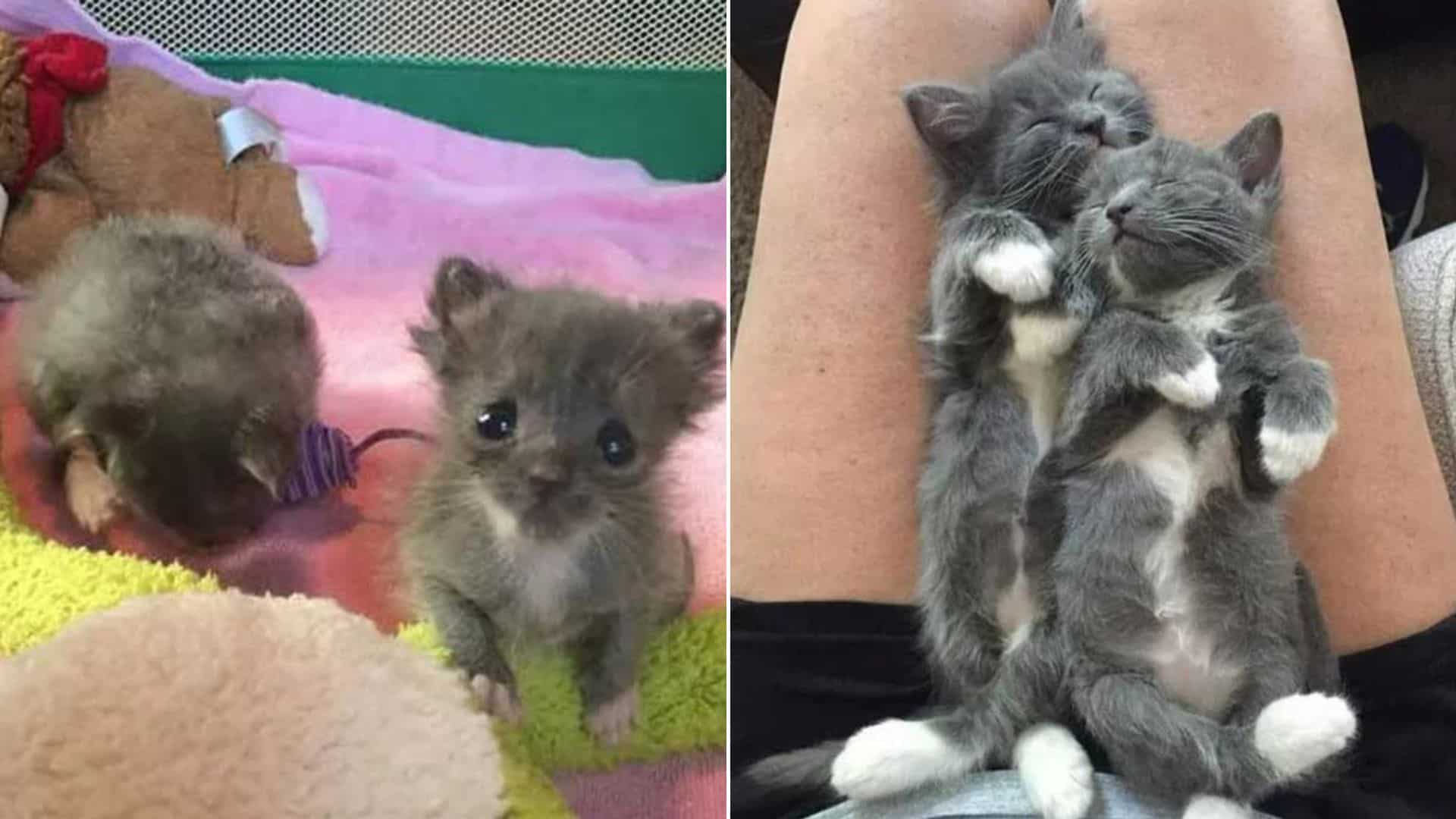 photo of two tiny grey kittens