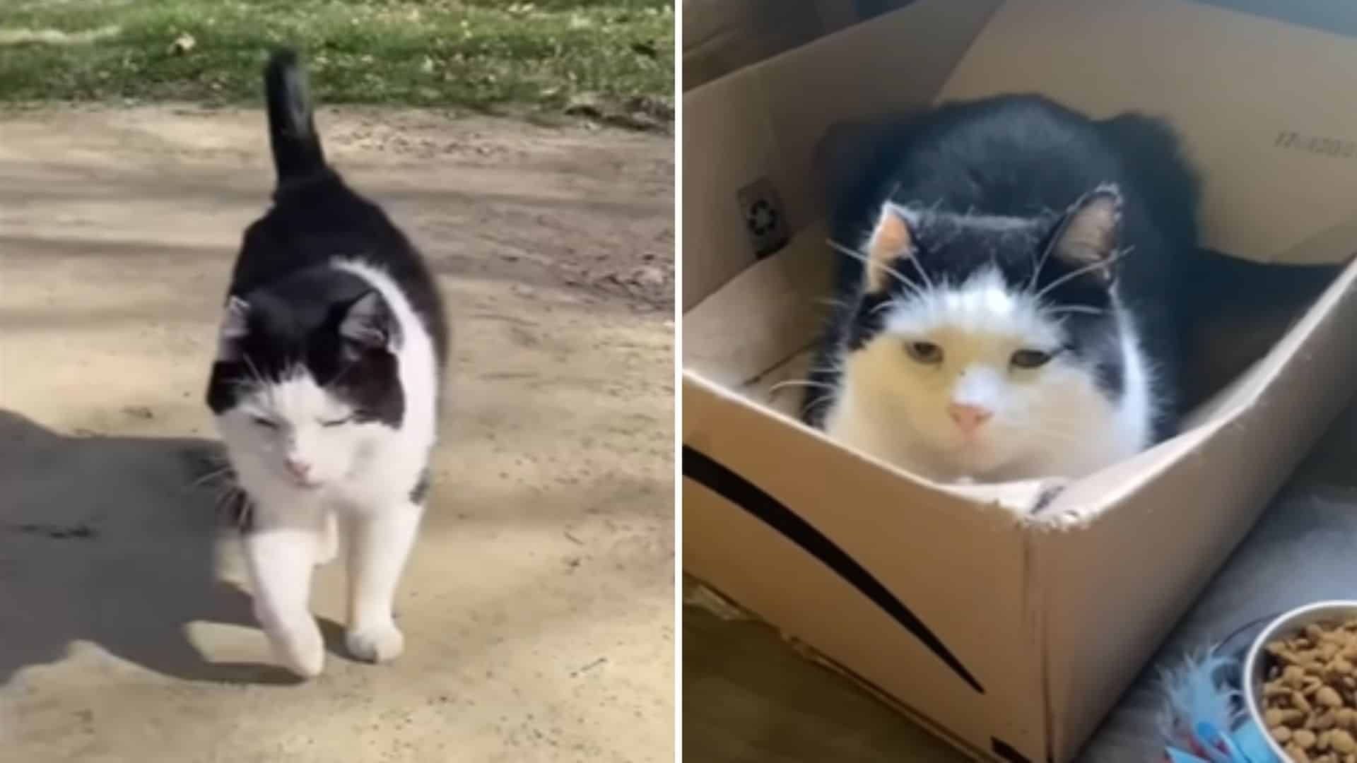 black and white street cat