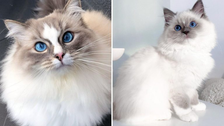 prettiest ragdolls