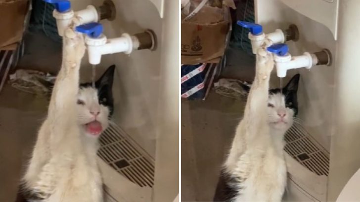 VIDEO | Clever Kitty Drinks From A Water Dispenser All By Itself