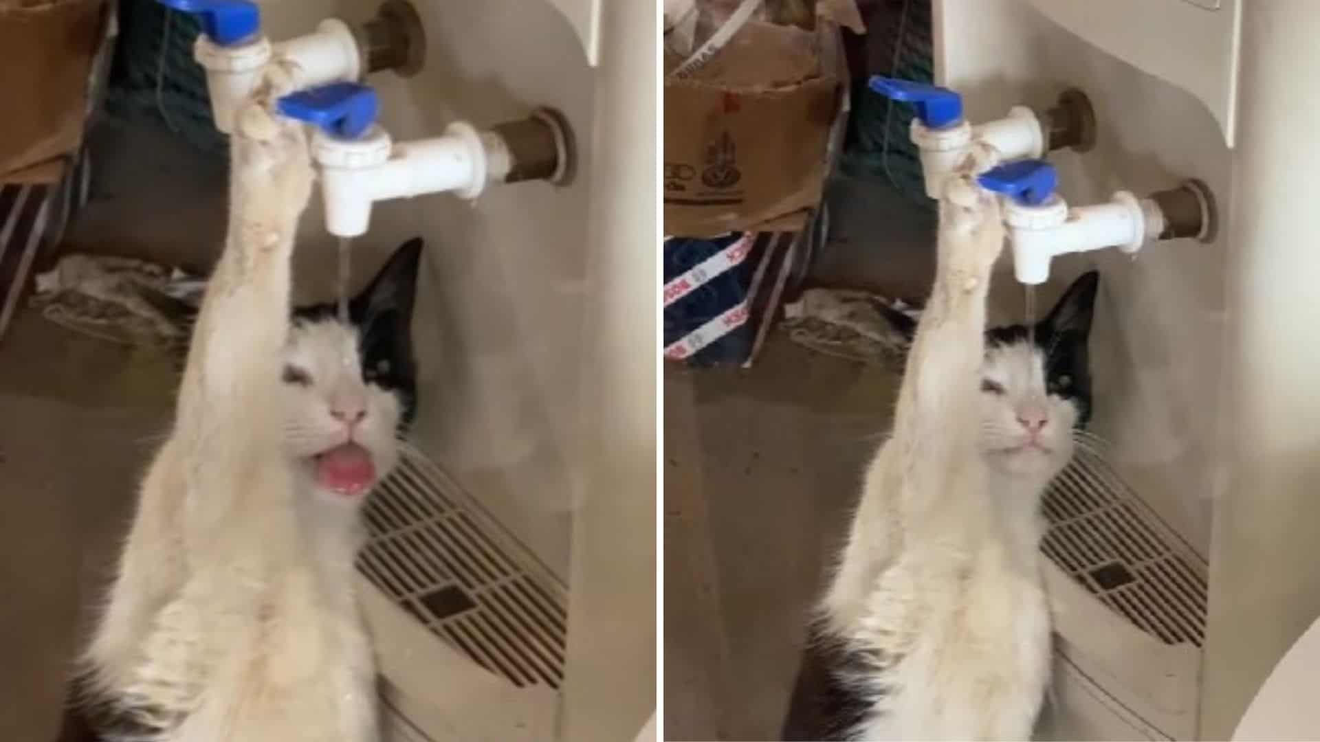 cat drinking water from dispenser