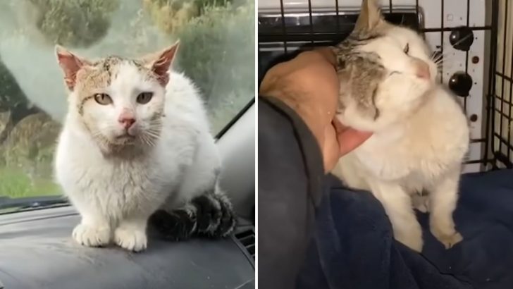 VIDEO| Hissing Feral Cat Won’t Leave This Man’s Car Which Leads To A Happy Ending