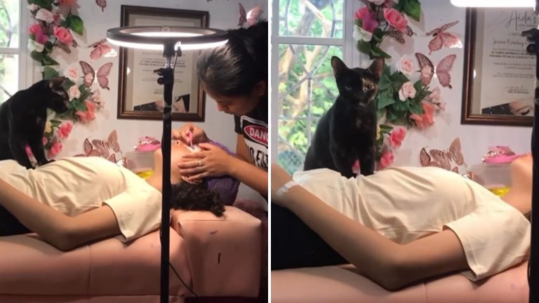 cat helps owners pamper clients