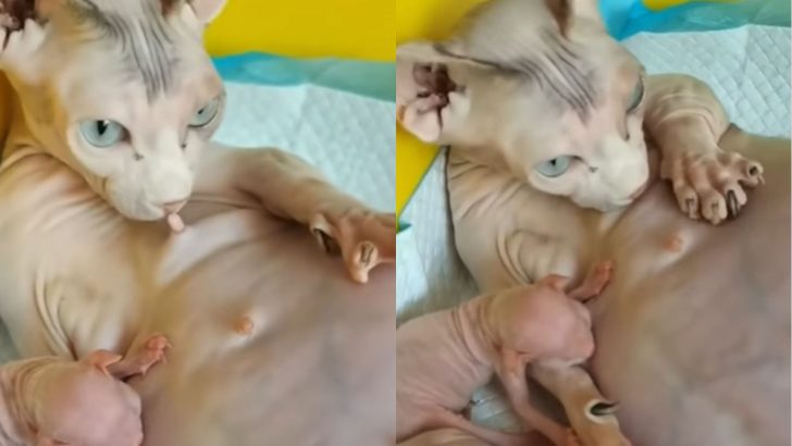 This Mother Cat Is Nursing Herself And Here’s Why!