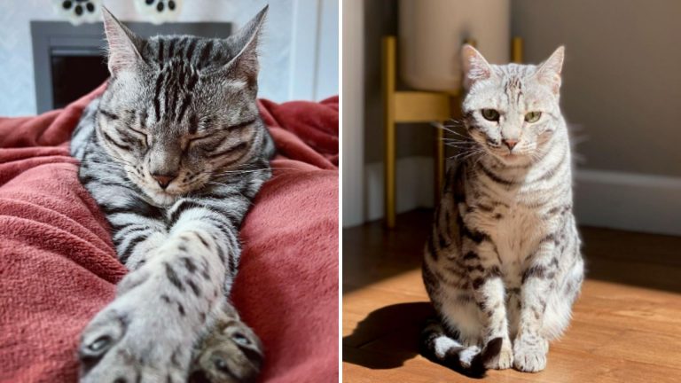 sweet cat learns to talk for her lonely mom