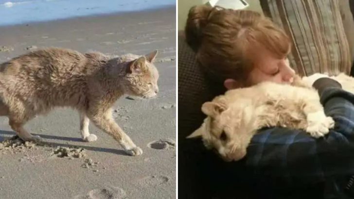 Kind Woman Rescues Abandoned 21-Year-Old Cat Granting Him Joy In His Final Days