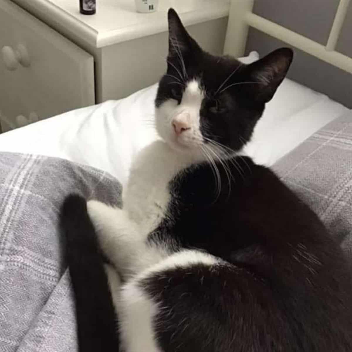 a black and white cat is lying on the bed