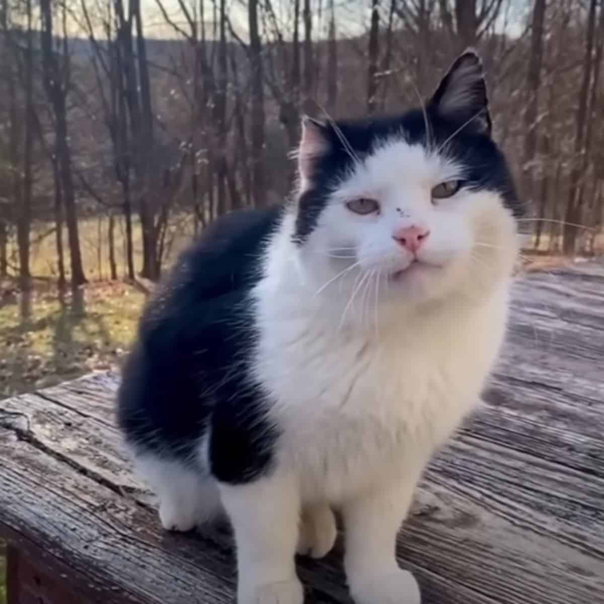 a black and white cat sits on a wooden table and looks at the camera