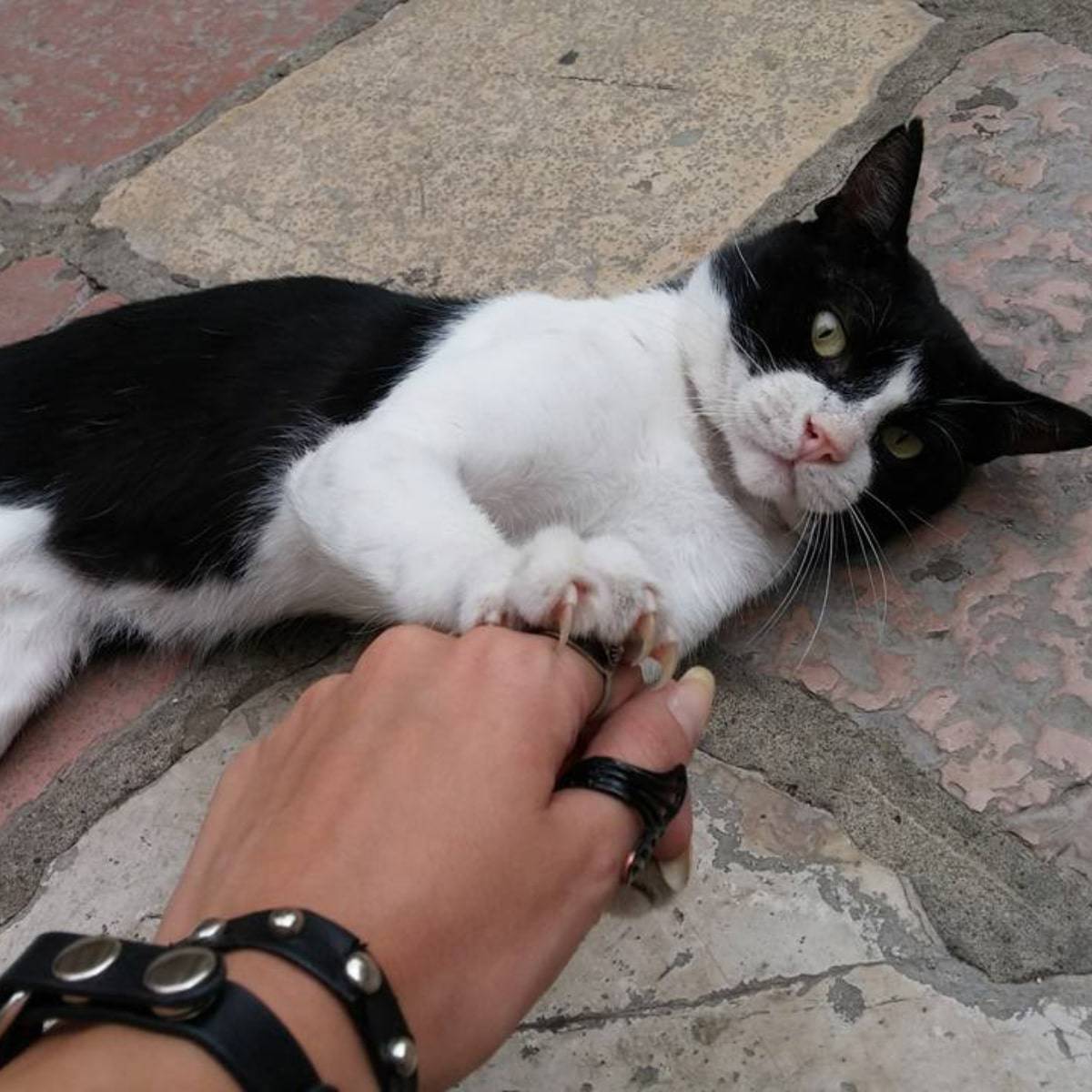 a black and white cat touches a woman with its claws