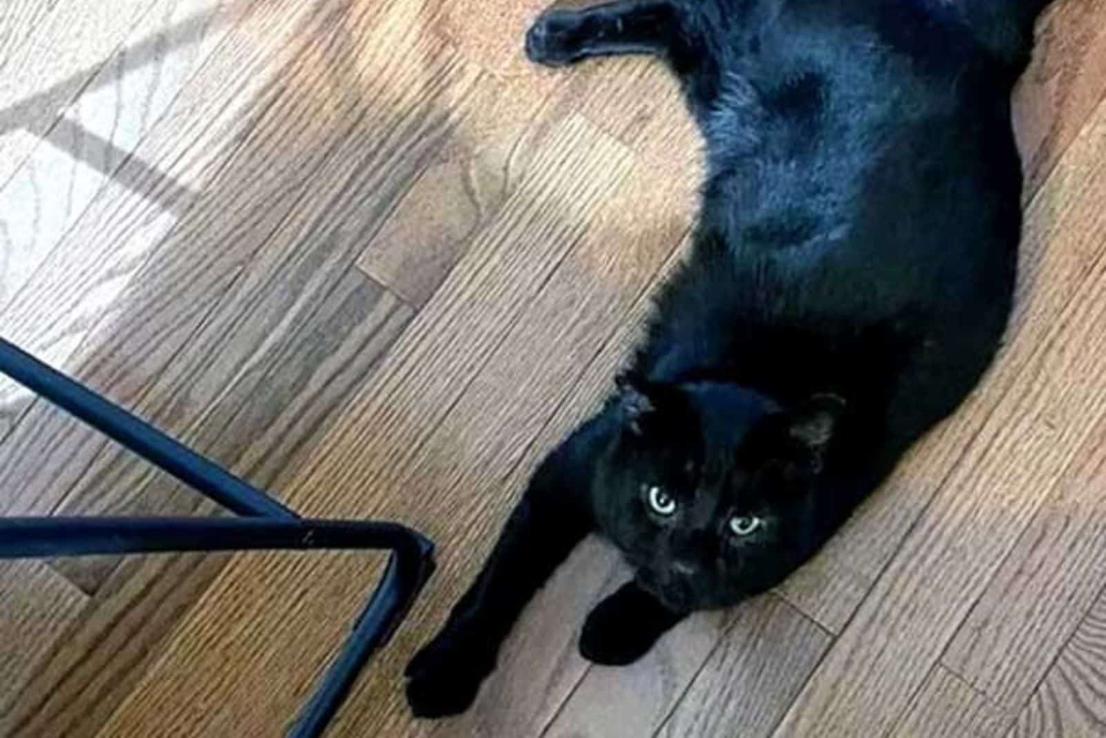 a black cat is lying on the laminate with its head up looking at the camera