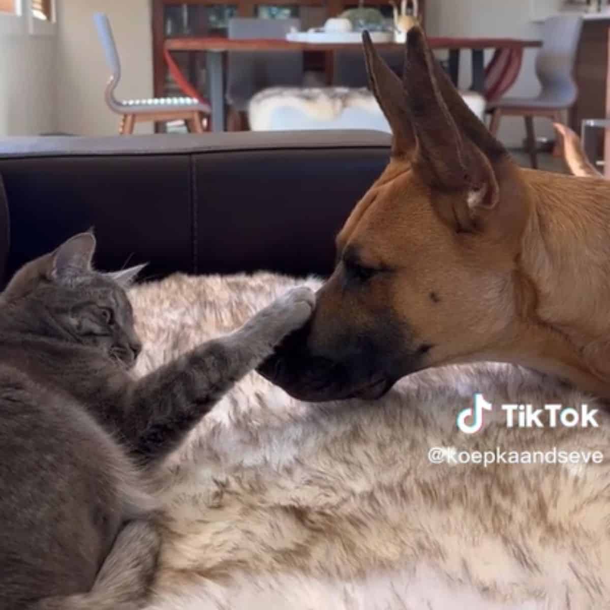 a cat and a dog next to each other
