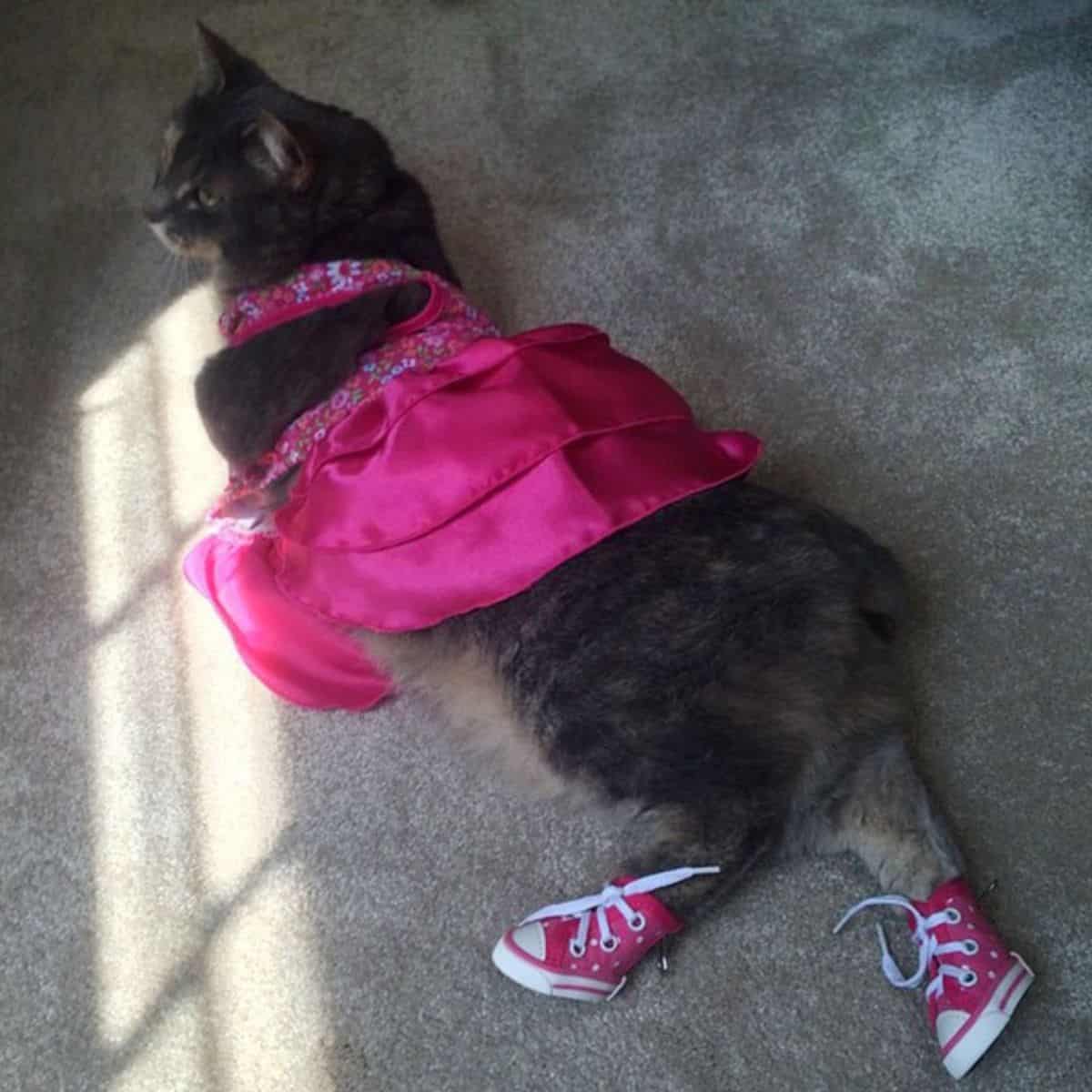 a cat in sneakers and a dress